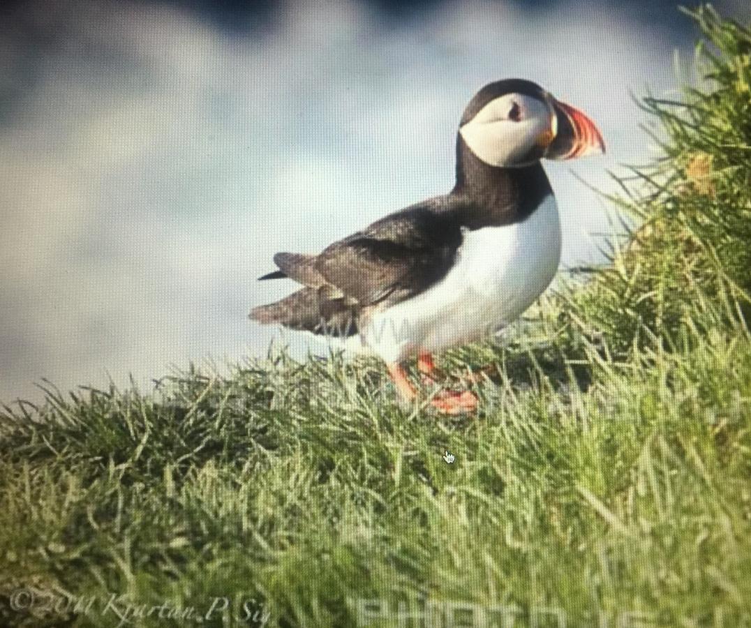 Puffin Nest Capsule Hostel Vestmannaeyjar Kültér fotó
